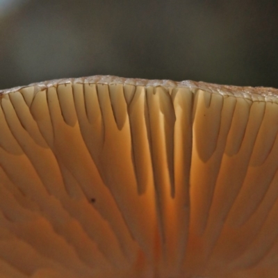 Unidentified Fungus at Acton, ACT - 1 Nov 2020 by ConBoekel