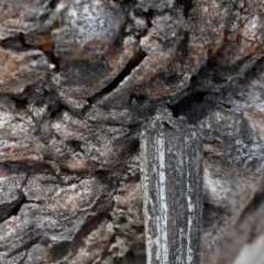 Clania lewinii & similar Casemoths (Parallel stick Case Moths) at O'Connor, ACT - 1 Nov 2020 by ConBoekel