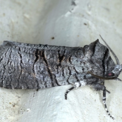 Culama glauca (A Wood moth) at Ainslie, ACT - 4 Nov 2020 by jb2602