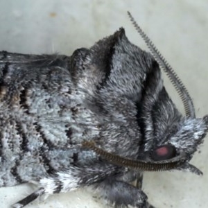 Culama glauca at Ainslie, ACT - 4 Nov 2020