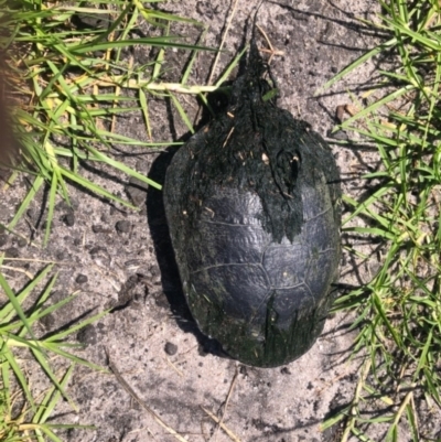 Chelodina longicollis (Eastern Long-necked Turtle) at Tura Beach, NSW - 1 Nov 2020 by cbartlet