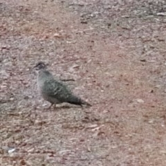 Phaps chalcoptera (Common Bronzewing) at O'Connor, ACT - 29 Oct 2020 by ConBoekel