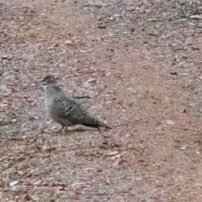 Phaps chalcoptera (Common Bronzewing) at O'Connor, ACT - 29 Oct 2020 by ConBoekel