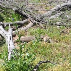 Varanus rosenbergi (Heath or Rosenberg's Monitor) at Majura, ACT - 4 Nov 2020 by LyndalT