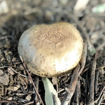 Phylloporus sp. (Phylloporus sp.) at Majura, ACT - 4 Nov 2020 by LyndalT