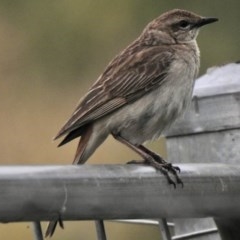 Cincloramphus mathewsi (Rufous Songlark) at Booth, ACT - 4 Nov 2020 by KMcCue