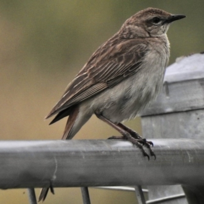 Cincloramphus mathewsi (Rufous Songlark) at Booth, ACT - 4 Nov 2020 by KMcCue