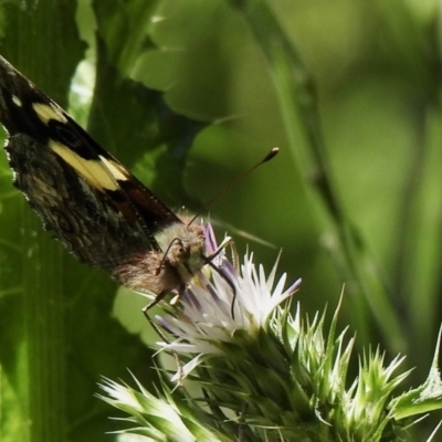 Vanessa itea (Yellow Admiral) at Booth, ACT - 4 Nov 2020 by KMcCue