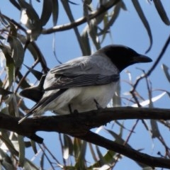 Coracina novaehollandiae (Black-faced Cuckooshrike) at Booth, ACT - 4 Nov 2020 by KMcCue