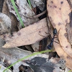 Myrmecia pyriformis (A Bull ant) at Booth, ACT - 4 Nov 2020 by KMcCue