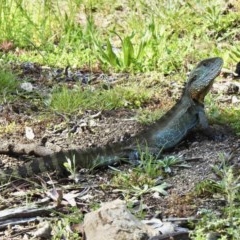 Intellagama lesueurii howittii (Gippsland Water Dragon) at Booth, ACT - 3 Nov 2020 by KMcCue