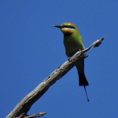 Merops ornatus (Rainbow Bee-eater) at Booth, ACT - 3 Nov 2020 by KMcCue