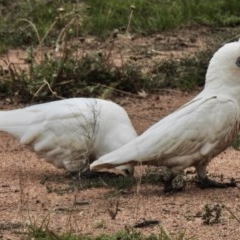 Cacatua sanguinea (Little Corella) at Paddys River, ACT - 2 Nov 2020 by KMcCue