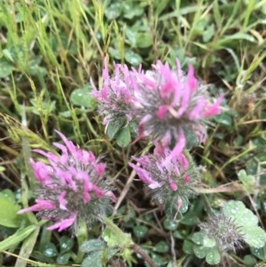 Trifolium hirtum at Molonglo Valley, ACT - 5 Nov 2020