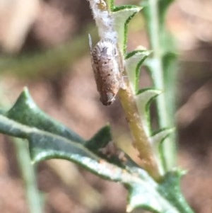 Fulgoroidea sp. (superfamily) at Aranda, ACT - 28 Oct 2020