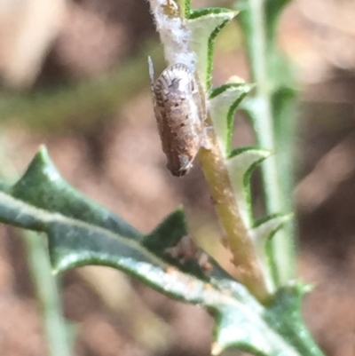 Fulgoroidea sp. (superfamily) (Unidentified fulgoroid planthopper) at Aranda, ACT - 28 Oct 2020 by Jubeyjubes