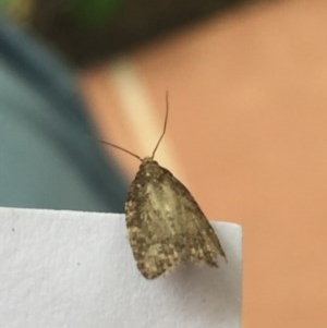 Tortricinae (subfamily) at Aranda, ACT - 27 Oct 2020