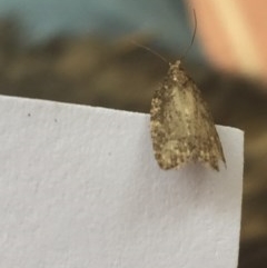 Tortricinae (subfamily) at Aranda, ACT - 27 Oct 2020