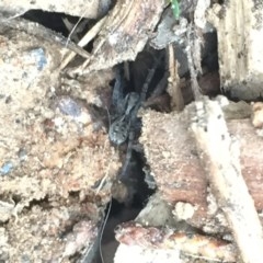 Lycosidae (family) (Unidentified wolf spider) at Aranda, ACT - 30 Oct 2020 by Jubeyjubes