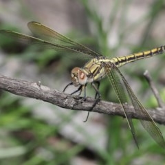 Orthetrum caledonicum (Blue Skimmer) at Acton, ACT - 3 Nov 2020 by TimL