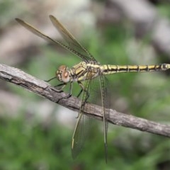 Orthetrum caledonicum at Acton, ACT - 4 Nov 2020 10:57 AM