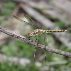 Orthetrum caledonicum at Acton, ACT - 4 Nov 2020 10:57 AM