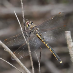 Hemicordulia tau at Downer, ACT - 4 Nov 2020