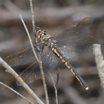 Hemicordulia tau (Tau Emerald) at ANBG - 4 Nov 2020 by TimL