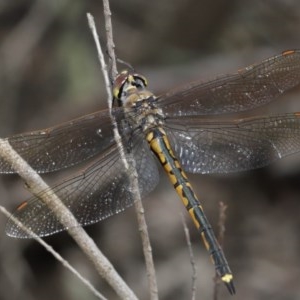 Hemicordulia tau at Downer, ACT - 4 Nov 2020