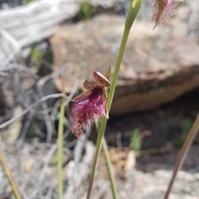 Calochilus platychilus (Purple Beard Orchid) at Tennent, ACT - 4 Nov 2020 by nath_kay