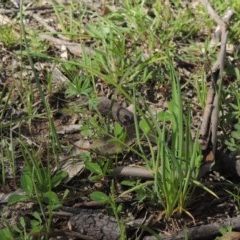 Arthropodium minus (Small Vanilla Lily) at Kaleen, ACT - 5 Oct 2020 by michaelb