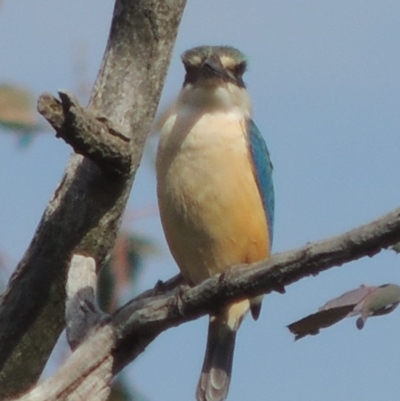 Todiramphus sanctus (Sacred Kingfisher) at Kaleen, ACT - 5 Oct 2020 by michaelb