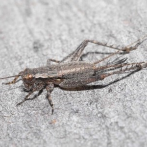 Eurepa marginipennis at Downer, ACT - 4 Nov 2020 10:44 AM