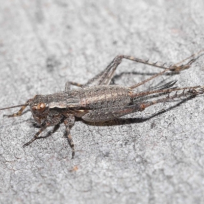 Eurepa marginipennis (Mottled bush cricket) at Downer, ACT - 4 Nov 2020 by TimL