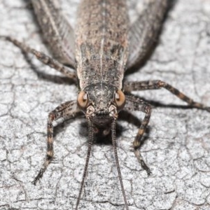 Eurepa marginipennis at Downer, ACT - 4 Nov 2020 10:44 AM