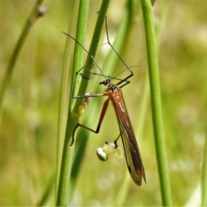 Harpobittacus australis at Symonston, ACT - 3 Nov 2020 11:44 AM