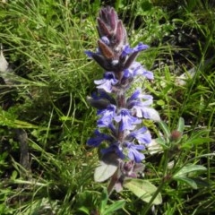 Ajuga australis (Austral Bugle) at Rendezvous Creek, ACT - 4 Nov 2020 by JohnBundock