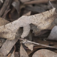 Circopetes obtusata (Grey Twisted Moth) at Scullin, ACT - 4 Nov 2020 by AlisonMilton