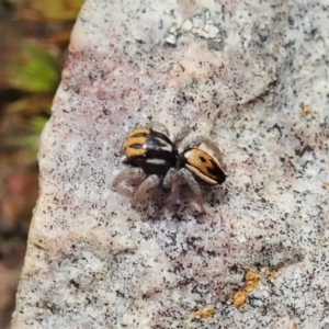 Maratus purcellae at Cook, ACT - suppressed