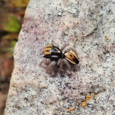 Maratus purcellae (Purcell's peacock spider) at Cook, ACT - 4 Nov 2020 by CathB