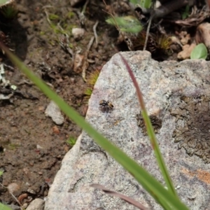 Maratus purcellae at Cook, ACT - suppressed