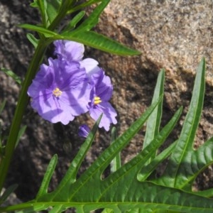 Solanum linearifolium at Rendezvous Creek, ACT - 4 Nov 2020