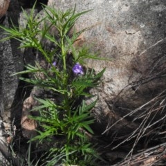 Solanum linearifolium at Rendezvous Creek, ACT - 4 Nov 2020