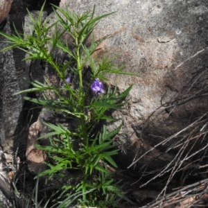 Solanum linearifolium at Rendezvous Creek, ACT - 4 Nov 2020 03:17 PM