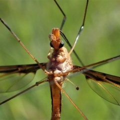 Leptotarsus (Macromastix) costalis (Common Brown Crane Fly) at Cook, ACT - 2 Nov 2020 by CathB