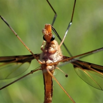 Leptotarsus (Macromastix) costalis (Common Brown Crane Fly) at Mount Painter - 2 Nov 2020 by CathB