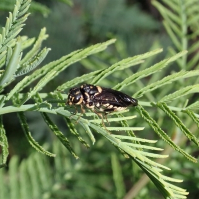 Pergagrapta bella (A sawfly) at Cook, ACT - 2 Nov 2020 by CathB