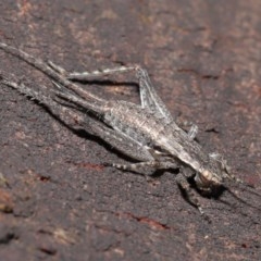 Eurepa marginipennis (Mottled bush cricket) at Acton, ACT - 4 Nov 2020 by TimL