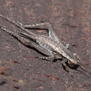 Eurepa marginipennis at Acton, ACT - 4 Nov 2020