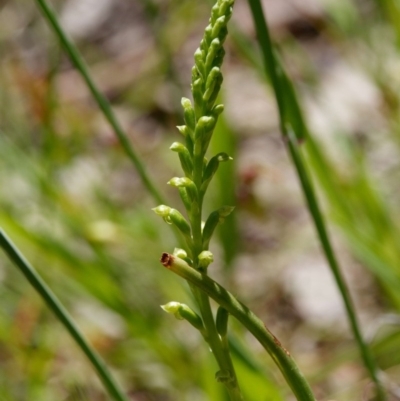 Microtis sp. (Onion Orchid) at Kaleen, ACT - 4 Nov 2020 by DPRees125